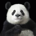 Benutzeravatar